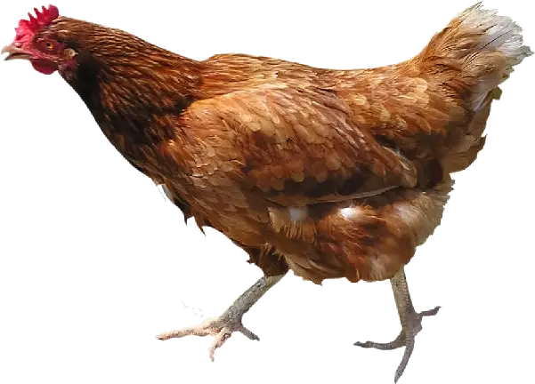 Brown Chicken on Transparent Background