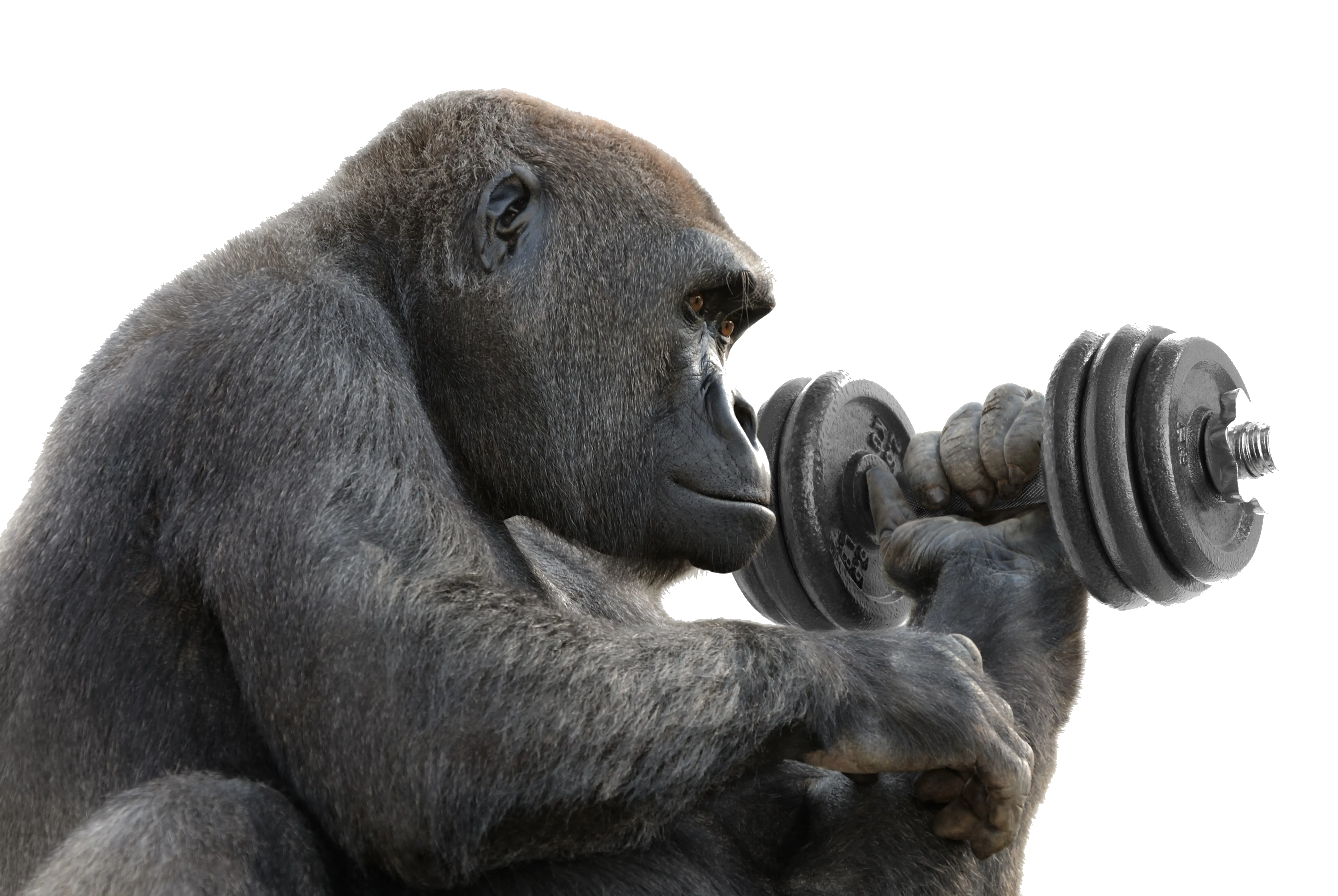 Gorilla Lifting Dumbbell