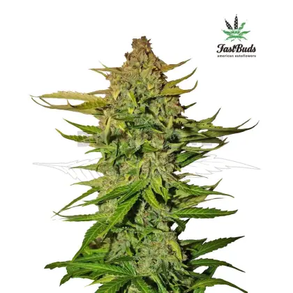 Cannabis Plant with Buds