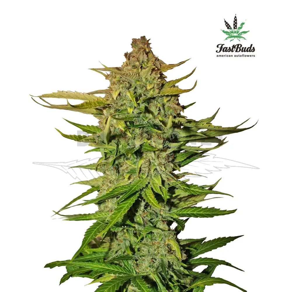 Cannabis Plant with Buds