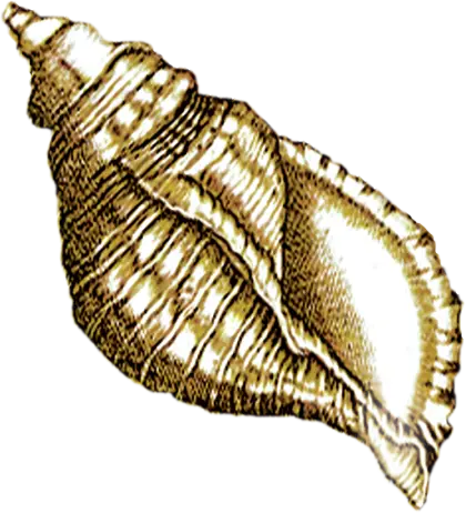 Golden Conch Shell