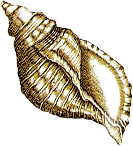 Golden Conch Shell