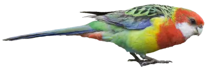 Beautiful and Colorful Parrot