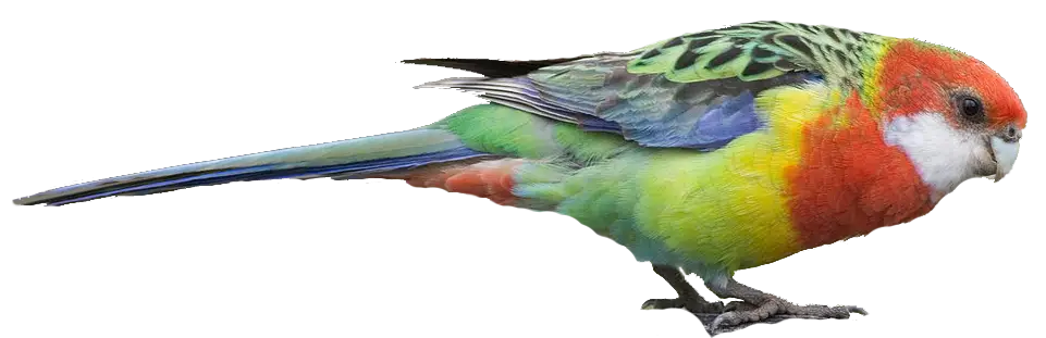 Beautiful and Colorful Parrot