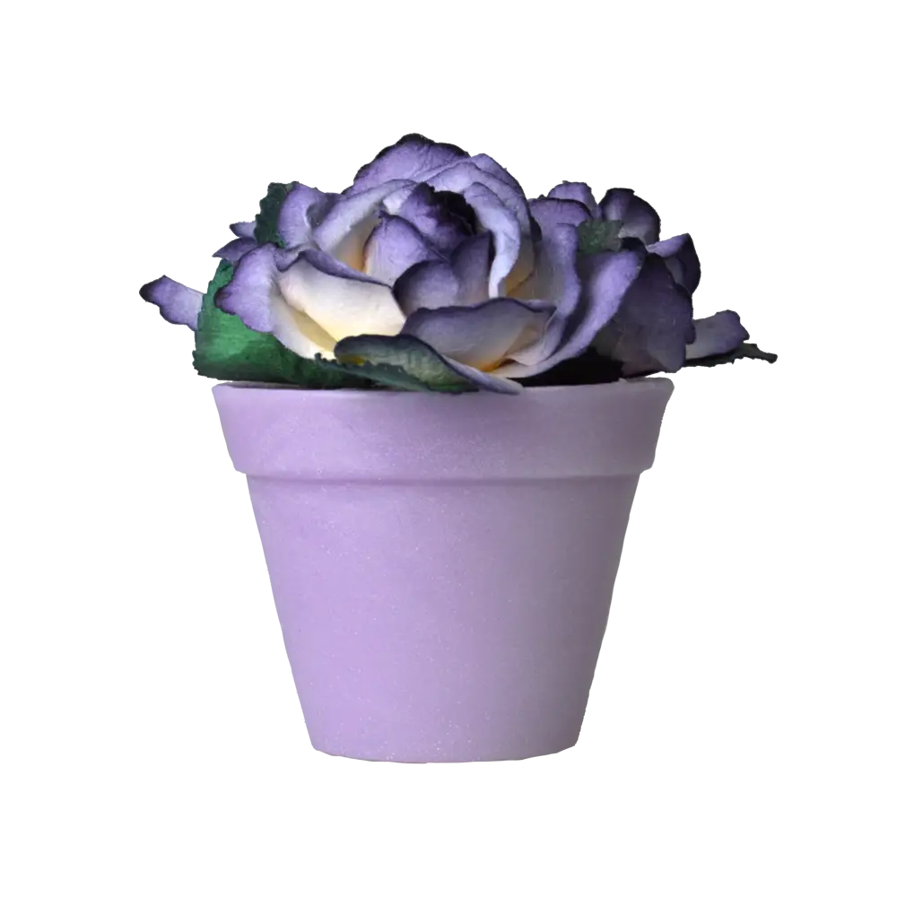 Purple Flower in Pot