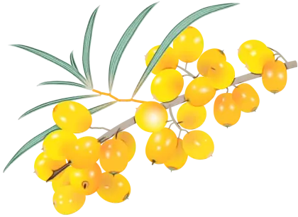 Bright Yellow Berries on a Branch Illustration