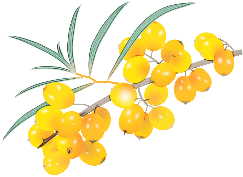 Bright Yellow Berries on a Branch Illustration