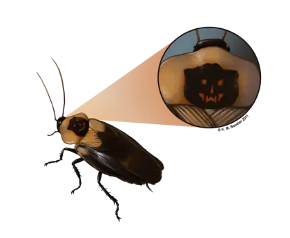 Close-up of a Cockroach
