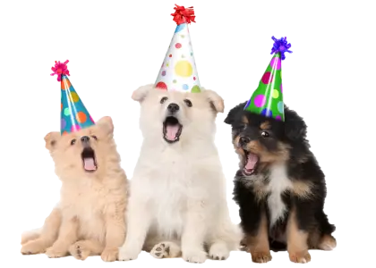 Cute Puppies in Party Hats