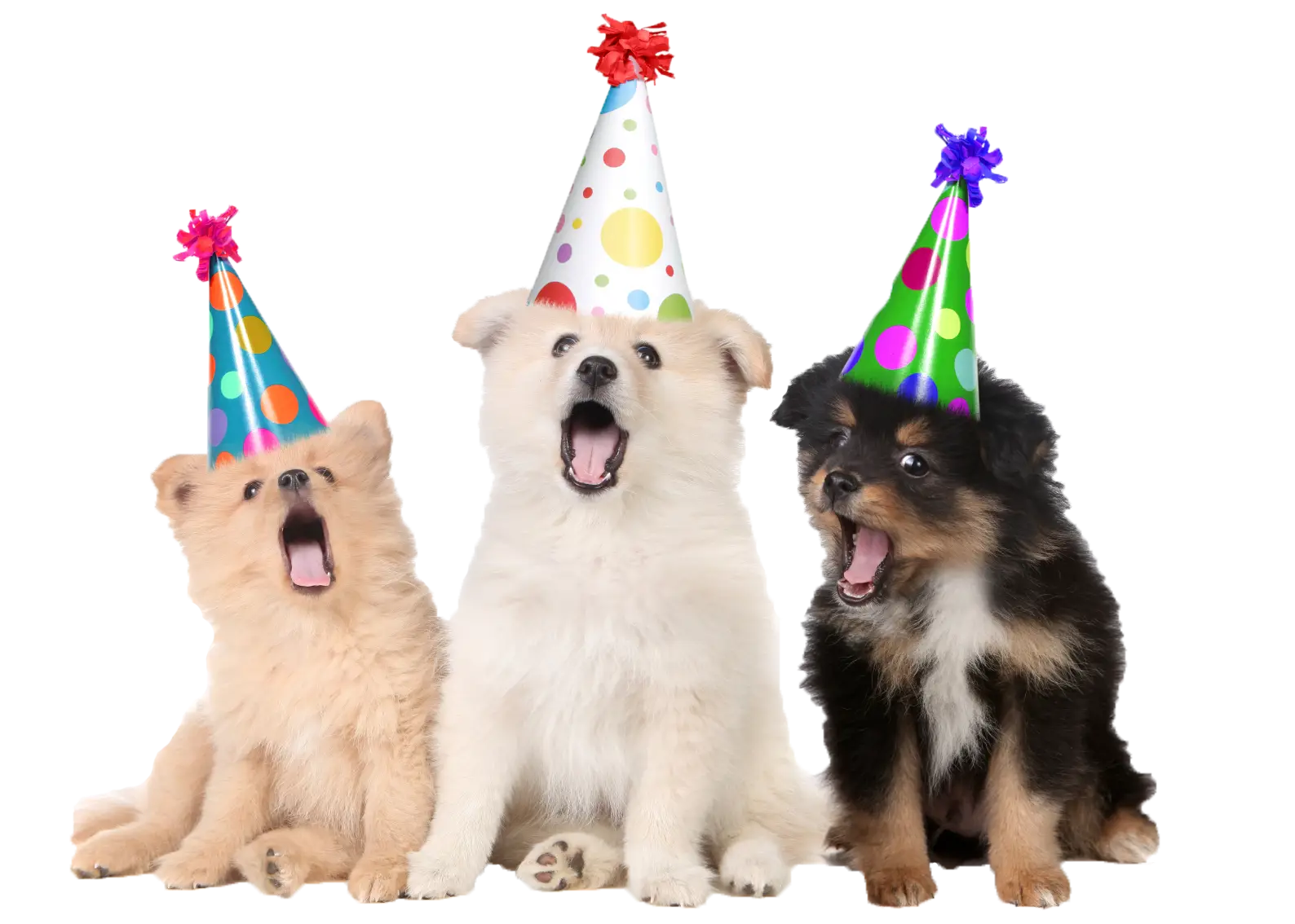 Cute Puppies in Party Hats