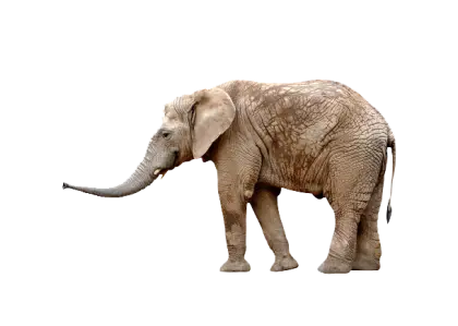 Illustration of Brown Elephant Standing