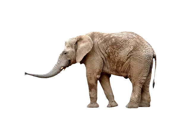 Illustration of Brown Elephant Standing