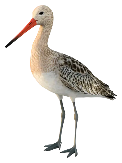 Bird with Long Beak Illustration