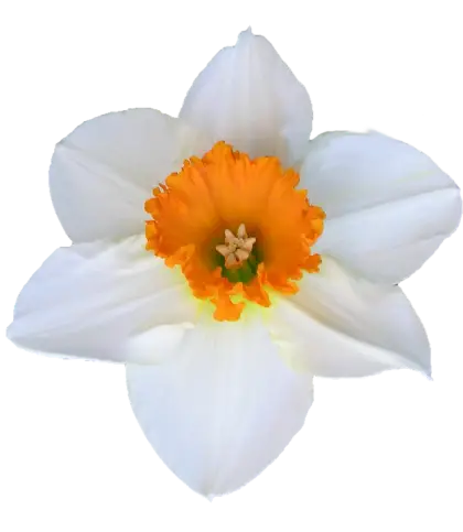 Elegant White and Orange Daffodil Flower Bloom