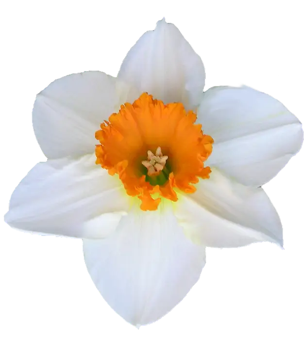 Elegant White and Orange Daffodil Flower Bloom