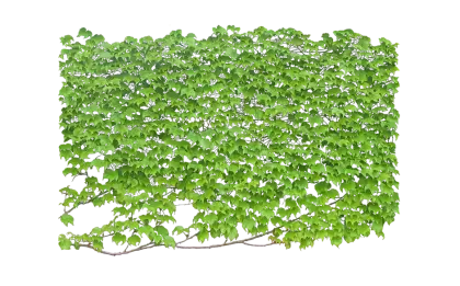 Green Leaves Foliage
