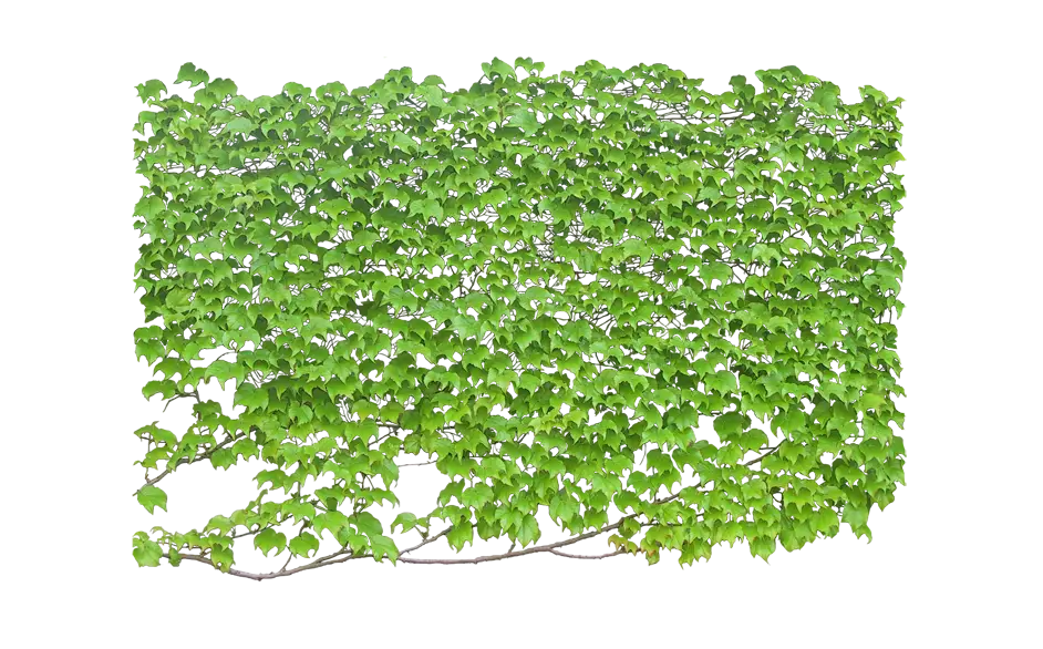 Green Leaves Foliage