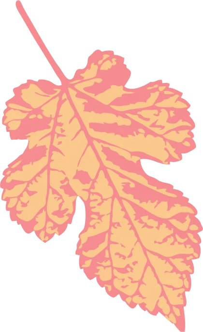Colorful Autumn Leaf Illustration