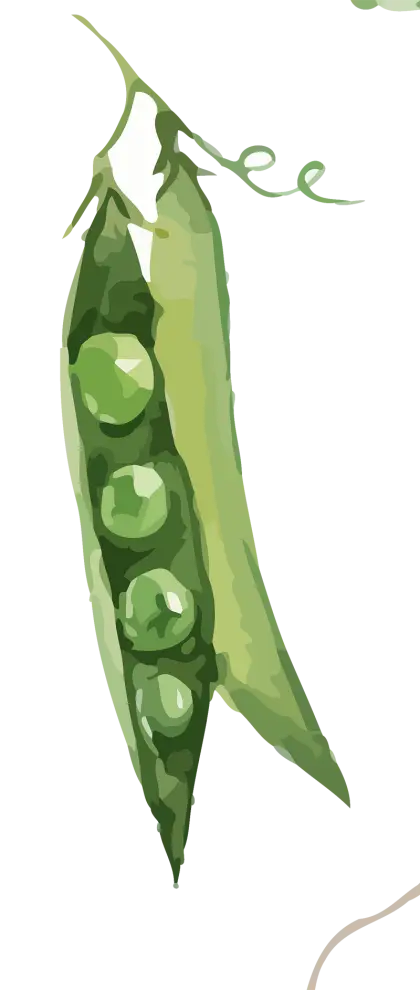 Illustration of Green Peas in Pod