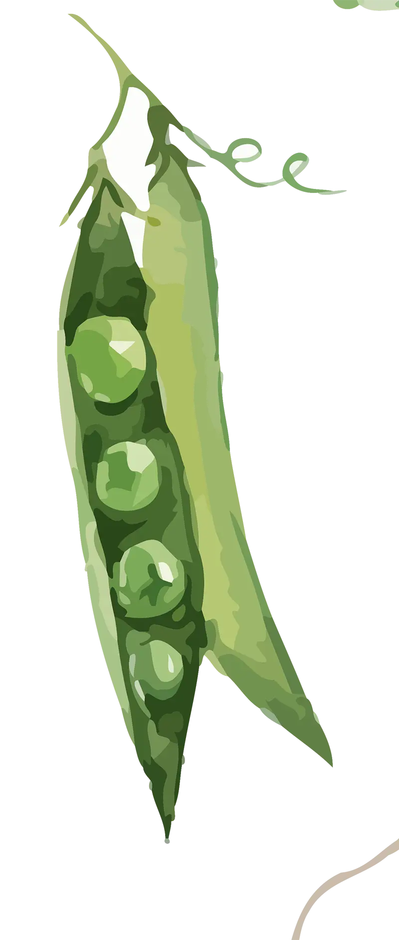 Illustration of Green Peas in Pod
