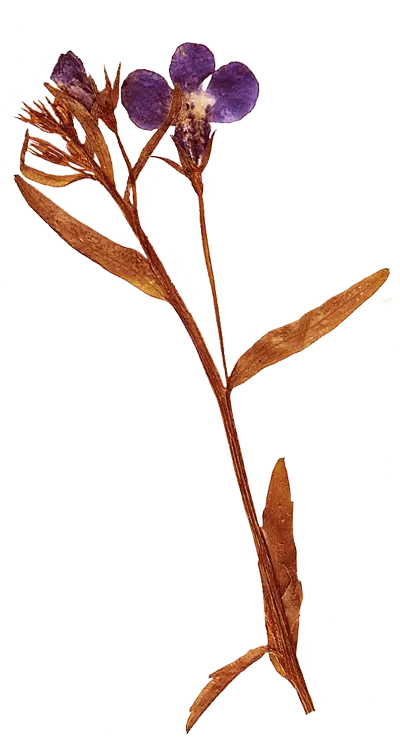 Dried Purple Flower