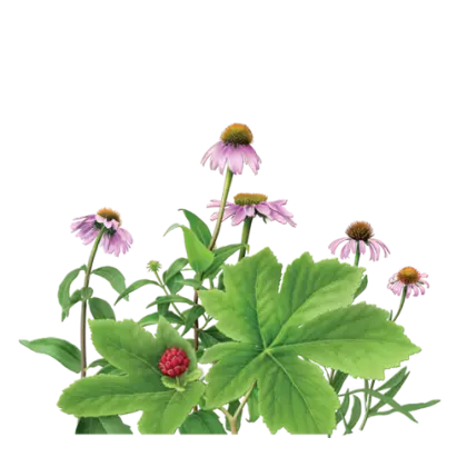 Flowering Plant Illustration