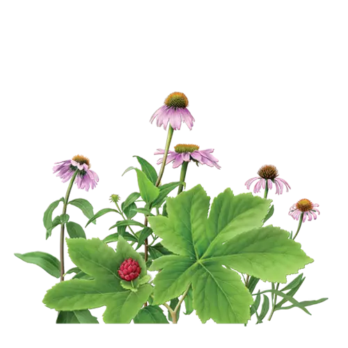 Flowering Plant Illustration