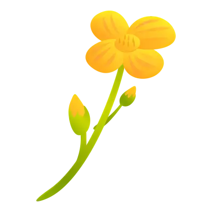 Yellow Flower with Buds