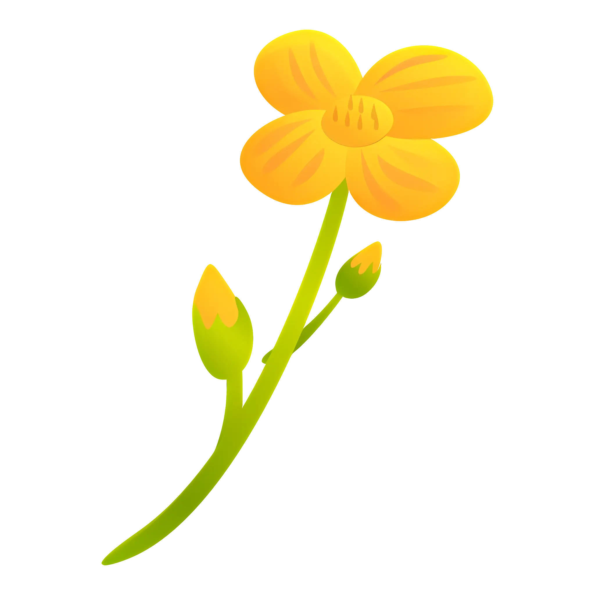 Yellow Flower with Buds