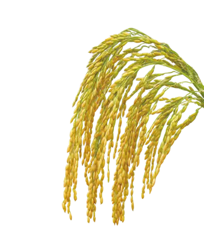 Golden Rice Stalk Illustration