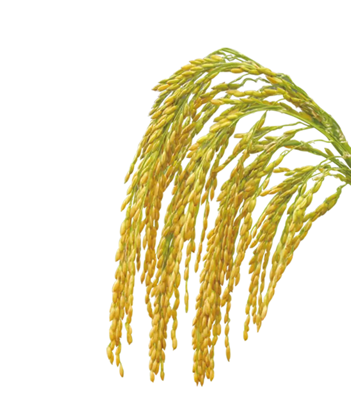 Golden Rice Stalk Illustration