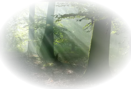 Forest with Sunlight Streaming