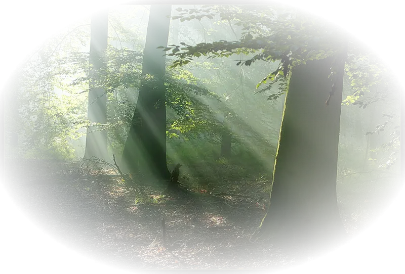 Forest with Sunlight Streaming