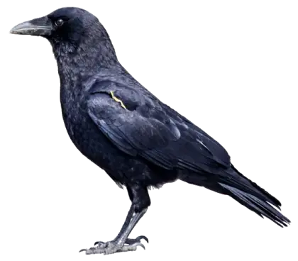 Detailed Illustration of a Black Crow