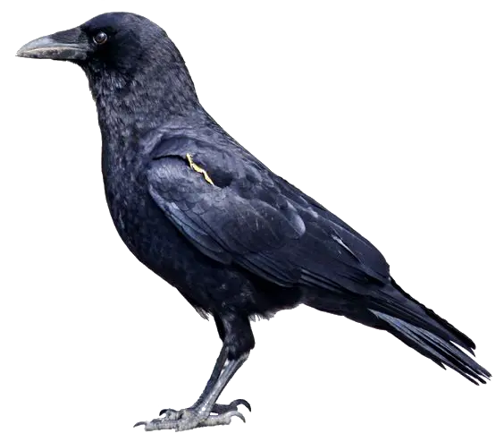 Detailed Illustration of a Black Crow