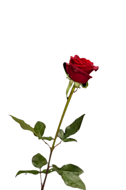 Long-Stemmed Red Rose with Foliage