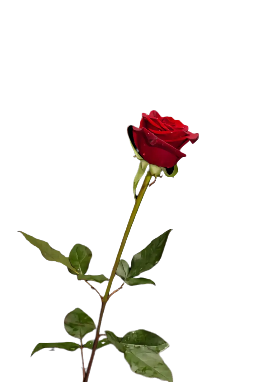 Long-Stemmed Red Rose with Foliage