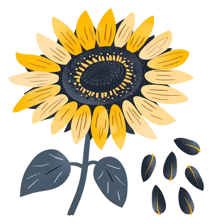Bright Yellow Sunflower and Seeds Illustration