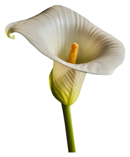 Elegant White Calla Lily