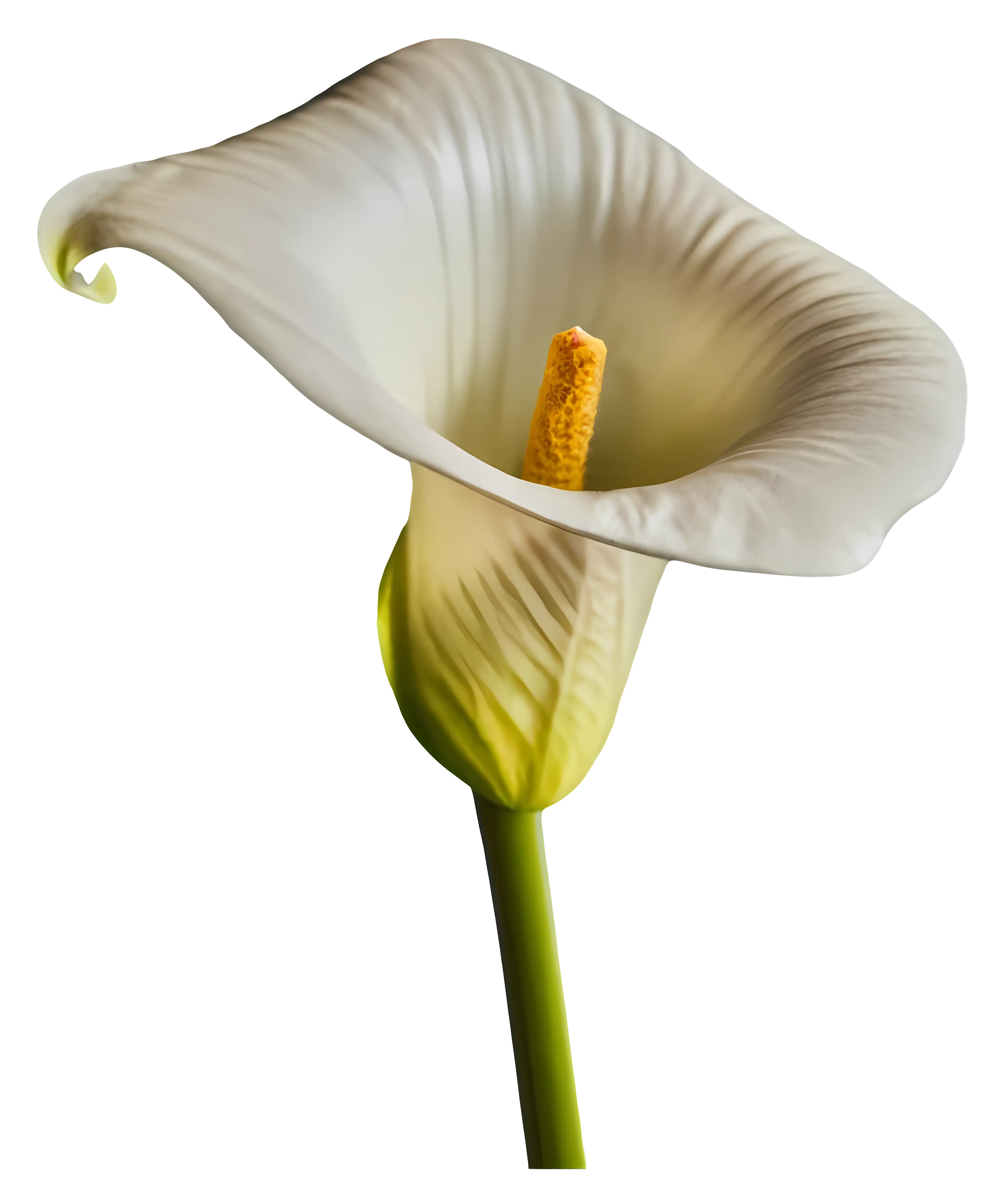 Elegant White Calla Lily