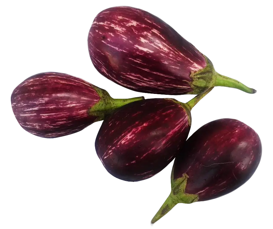 Fresh Striped Purple Eggplants for Cooking