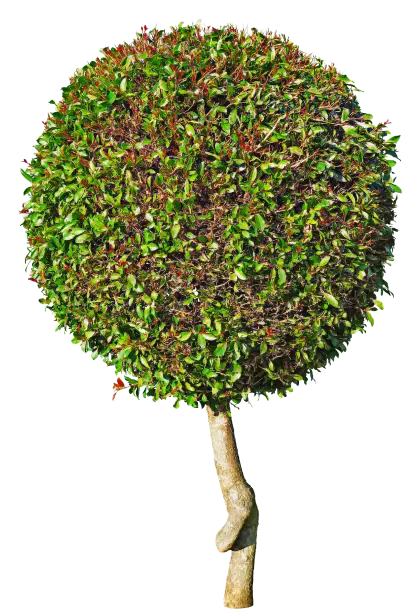 Round Green Tree Topiary Illustration