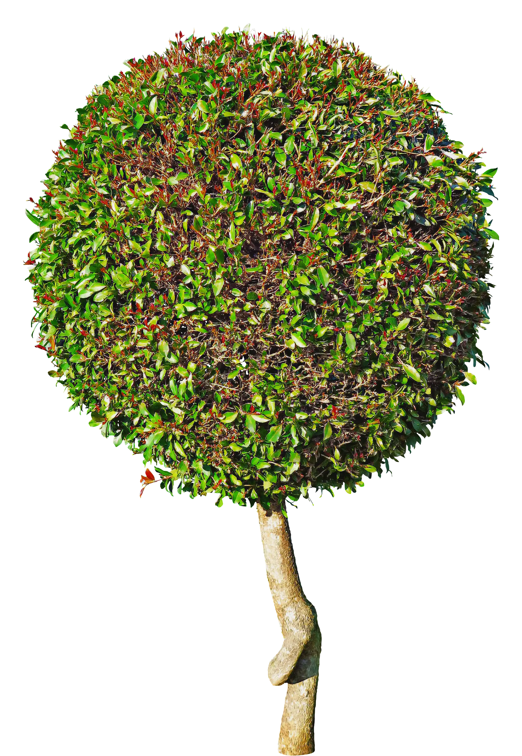 Round Green Tree Topiary Illustration