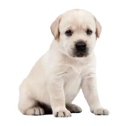 Adorable Sitting Puppy