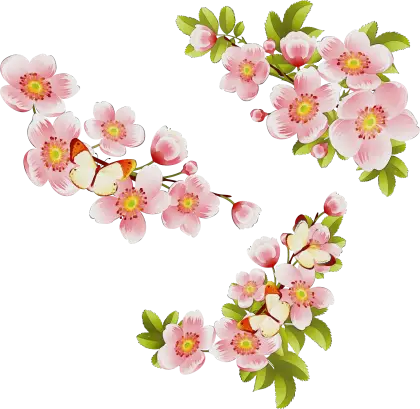 Pink Cherry Blossoms and Butterflies Illustration