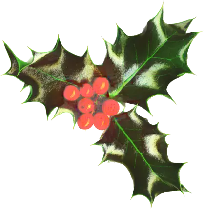 Holly Leaves with Red Berries for Christmas