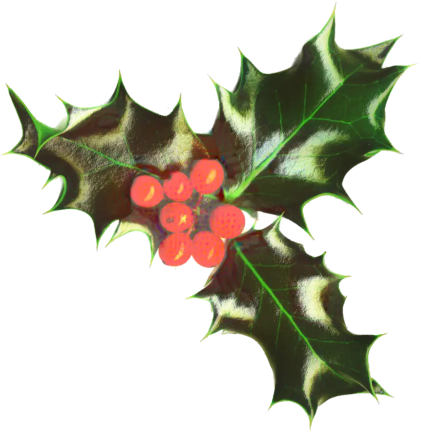 Holly Leaves with Red Berries for Christmas