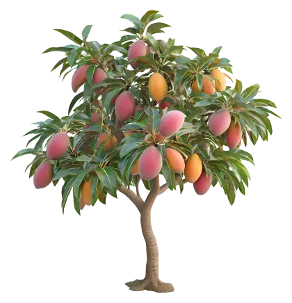 Mango Tree with Ripe Fruits