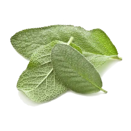 Sage Leaves with Soft Texture