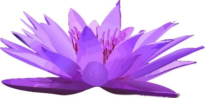 Purple Lotus Flower in Full Bloom